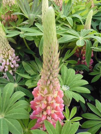 f:id:ushidama:20220328060757j:plain