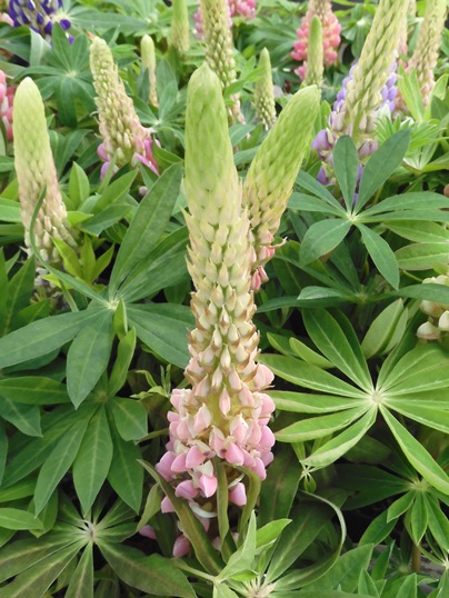 f:id:ushidama:20220328060909j:plain