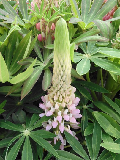 f:id:ushidama:20220328060927j:plain