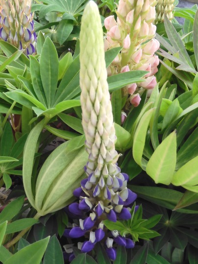 f:id:ushidama:20220328061001j:plain