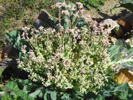 f:id:ushidama:20220402050711j:plain