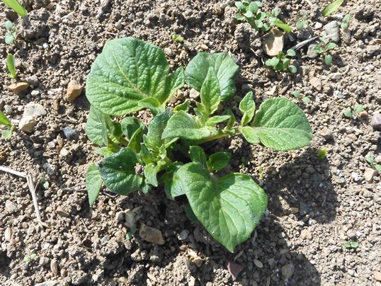 f:id:ushidama:20220402050812j:plain