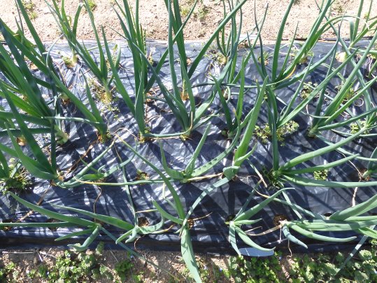 f:id:ushidama:20220402050900j:plain