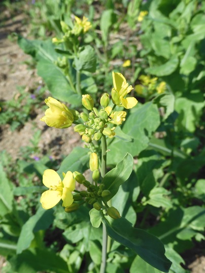 f:id:ushidama:20220402050957j:plain