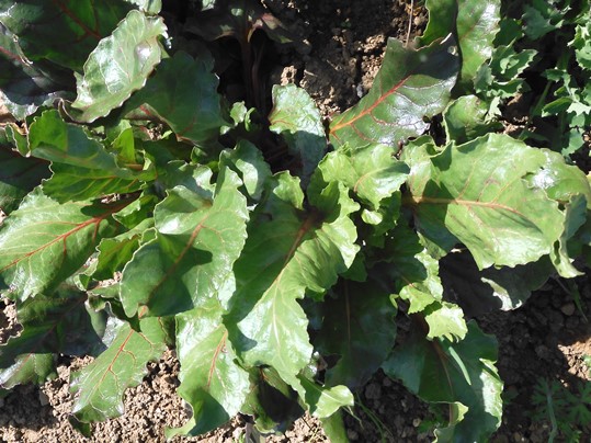 f:id:ushidama:20220402051131j:plain