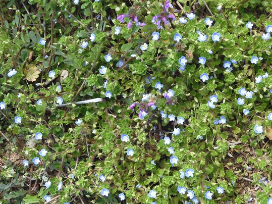 f:id:ushidama:20220402051915j:plain