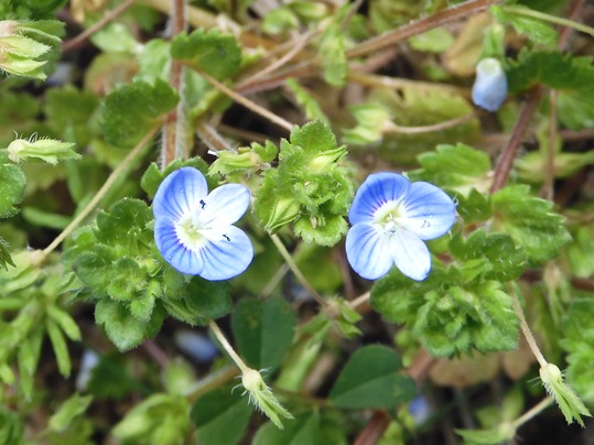 f:id:ushidama:20220402051945j:plain