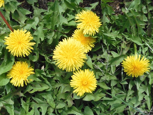 f:id:ushidama:20220402052047j:plain