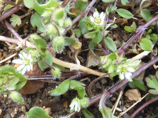 f:id:ushidama:20220402052137j:plain