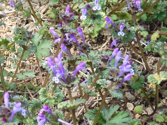 f:id:ushidama:20220402052208j:plain