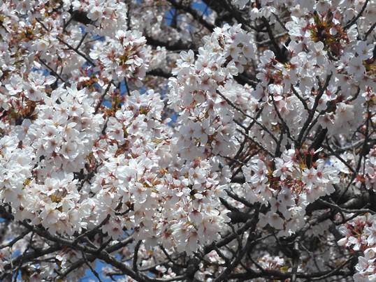 f:id:ushidama:20220406222310j:plain