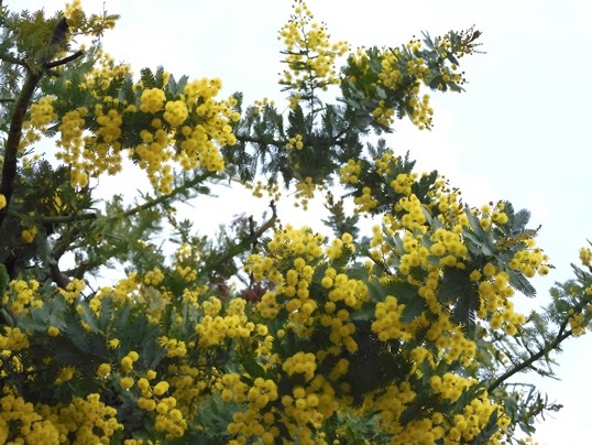 f:id:ushidama:20220406222343j:plain