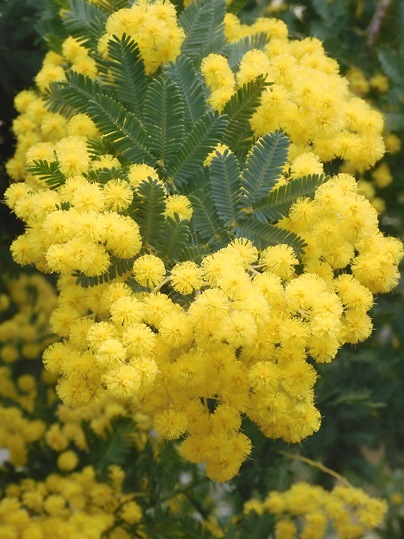 f:id:ushidama:20220406222352j:plain