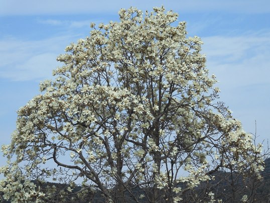 f:id:ushidama:20220406222454j:plain