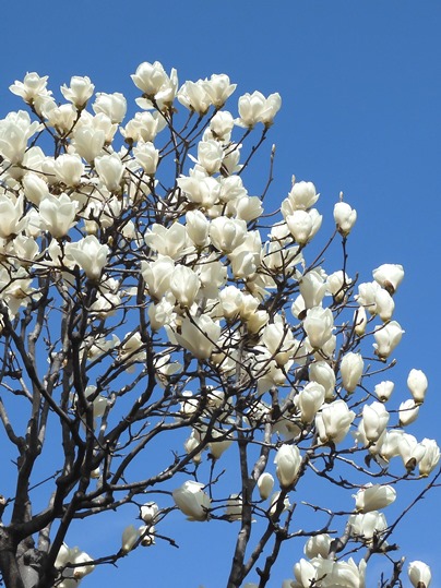 f:id:ushidama:20220406222558j:plain