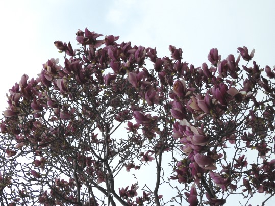 f:id:ushidama:20220406222708j:plain