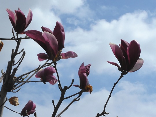 f:id:ushidama:20220406222728j:plain