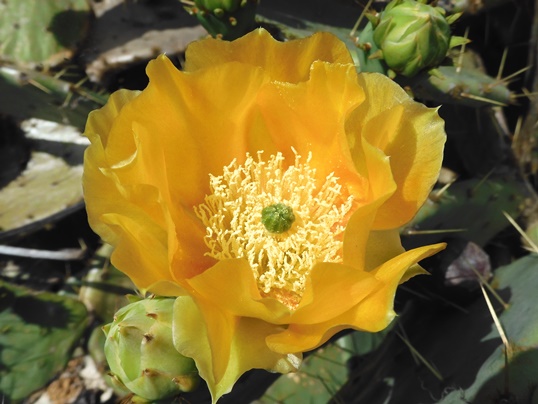 ウチワサボテン Ushidama Farm