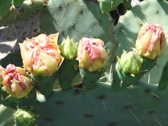 ウチワサボテン - Ushidama Farm