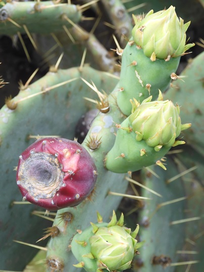 ウチワサボテン - Ushidama Farm