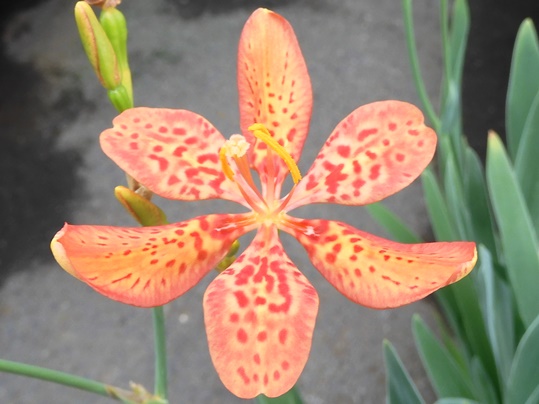 ダルマヒオウギとヒメヒオウギズイセン Ushidama Farm ダルマヒオウギとヒメヒオウギズイセン Ushidama Farm