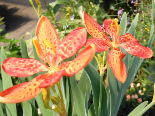 ダルマヒオウギとヒメヒオウギズイセン Ushidama Farm ダルマヒオウギとヒメヒオウギズイセン Ushidama Farm