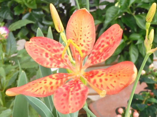 ダルマヒオウギとヒメヒオウギズイセン Ushidama Farm ダルマヒオウギとヒメヒオウギズイセン Ushidama Farm