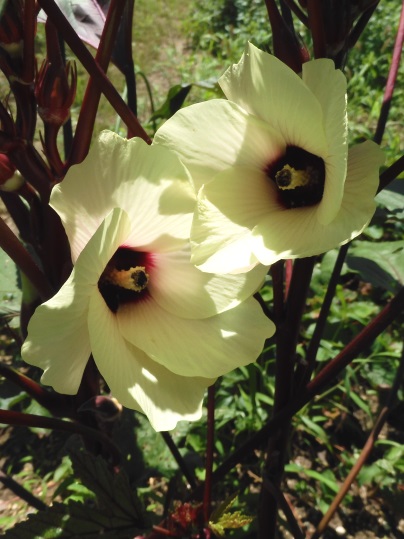 オクラの花2 Ushidama Farm