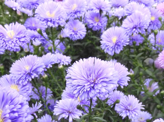 宿根アスター ビクトリア Ushidama Farm