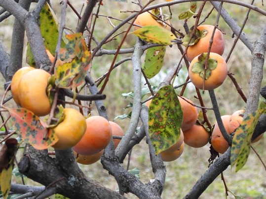 想像以上に小さな山里の柿『マメガキ』採取権