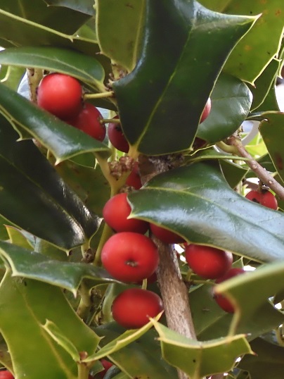 クリスマスホーリー(西洋ヒイラギ) - Ushidama Farm