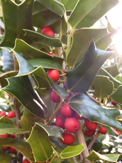 クリスマスホーリー(西洋ヒイラギ) - Ushidama Farm