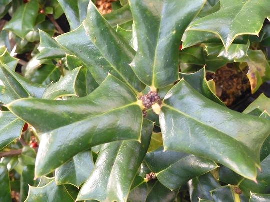 クリスマスホーリー(西洋ヒイラギ) - Ushidama Farm