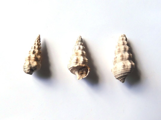 新生代新第三紀中新世の巻貝の化石 北東の地域 - Ushidama Farm