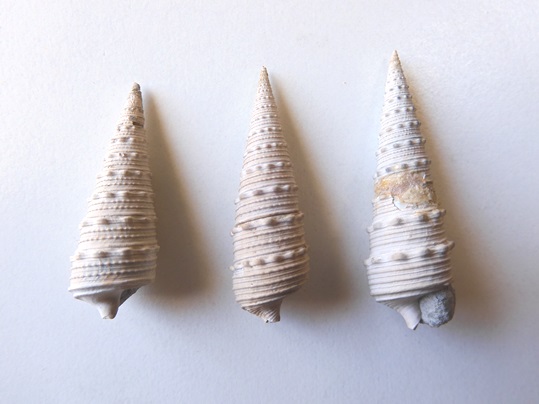 新生代新第三紀中新世の巻貝の化石 北東の地域 - Ushidama Farm