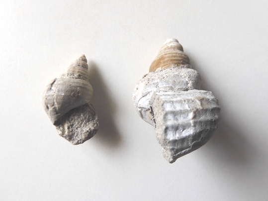 新生代新第三紀中新世の巻貝の化石 北東の地域 - Ushidama Farm