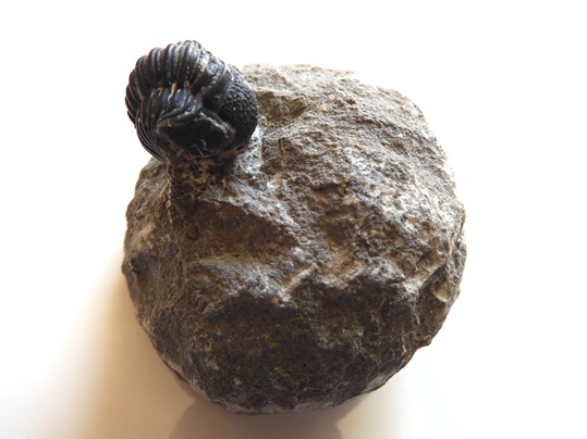 三葉虫　化石　fossil　ボリビア産　trilobite　ノジュール識別⑩ 三葉虫 化石 fossil 海 ボリビア産 trilobite 海生動物種別⑩