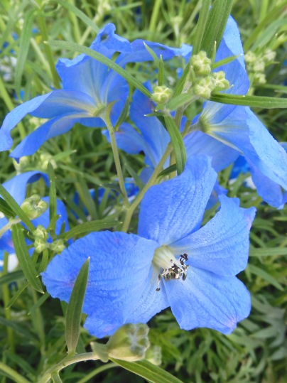 デルフィニウム デルフィニウム 楽天市場】デルフィックス（デルフィニウム） 3.5号苗