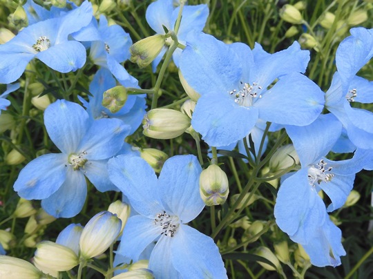 デルフィニウム デルフィニウム 楽天市場】デルフィックス（デルフィニウム） 3.5号苗