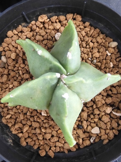 ランポーとヘキラン - Ushidama Farm