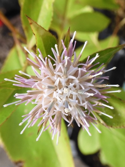 秋の山野草１００ 秋の山野草100 (家庭園芸百科 1) | 高橋 勝雄 |本 | 通販 | Amazon