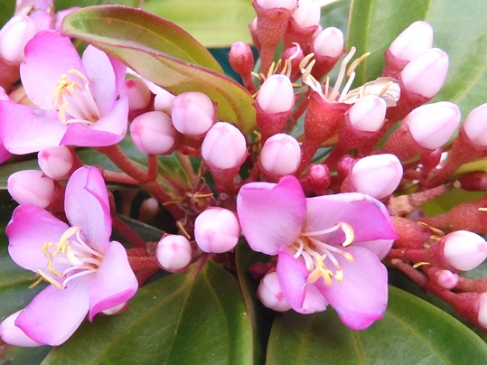 コザクラノボタン ポップチェリー - Ushidama Farm