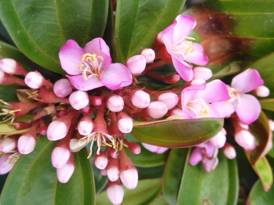 コザクラノボタン ポップチェリー - Ushidama Farm