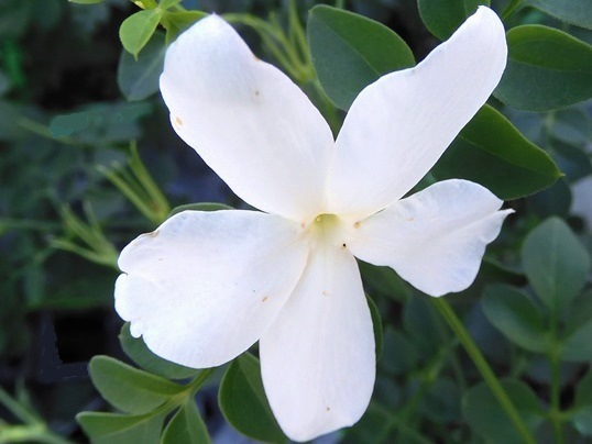 ジャスミン ホワイトプリンセス - Ushidama Farm