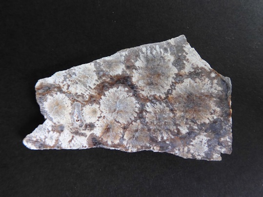 めるるです 菊花石、特大菊花石、梅花石、 神居古潭風菊花石、立体菊花