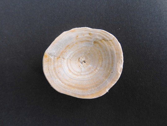 サメの骨の化石 - Ushidama Farm