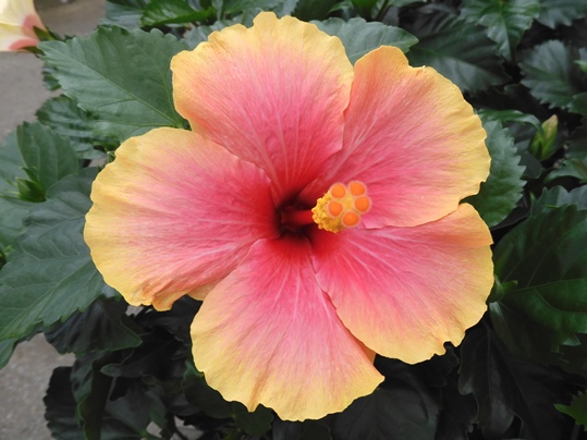 モントゥトゥユピィページです。 ハイビスカスのお花 ハイビスカスの花 - Ushidama Farm