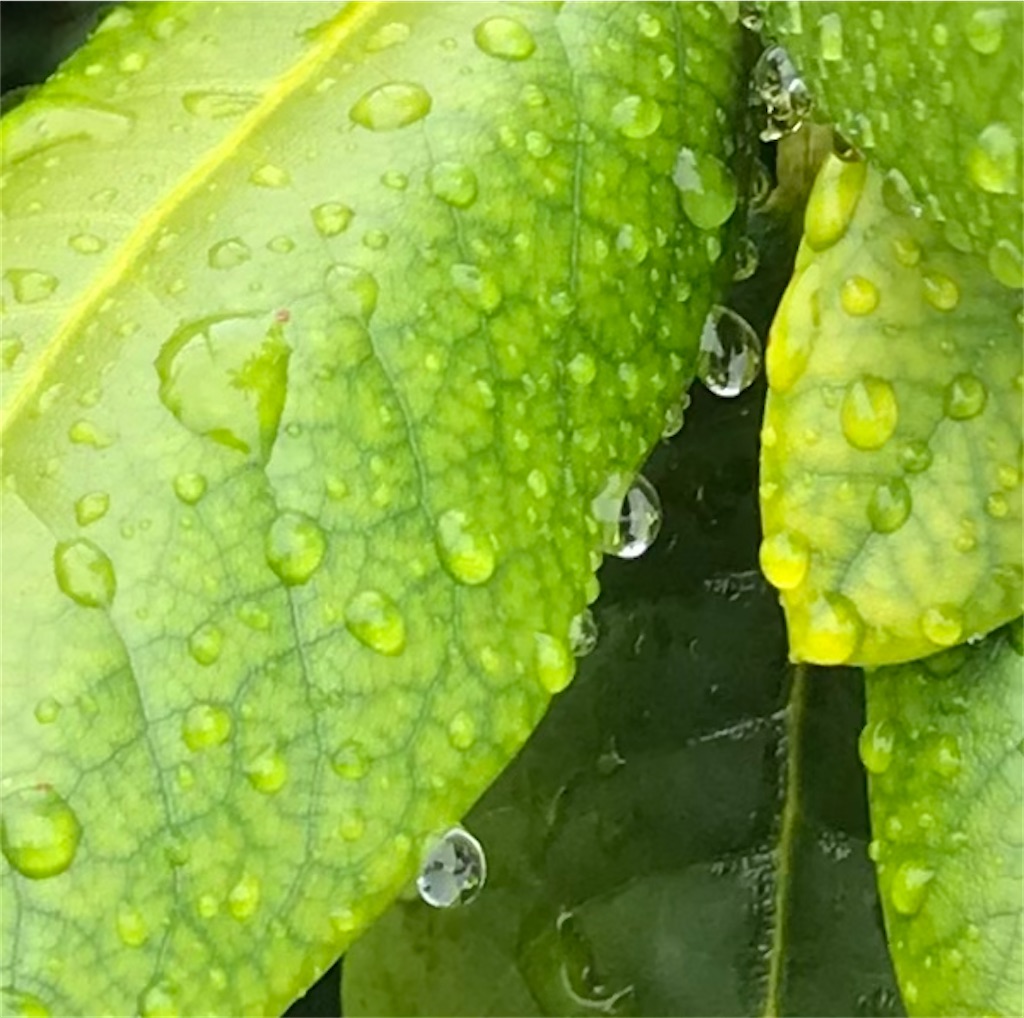 f:id:ushidayo3:20210818085247j:image