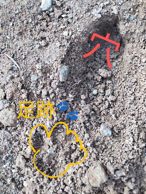 f:id:ushidayo3:20230420075748j:image