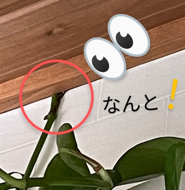 f:id:ushidayo3:20230706124213j:image f:id:ushidayo3:20230706124213j:image